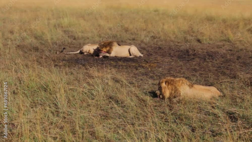 Circling around wild lions in field - wide shot Circling around wild lions in field - wide shot