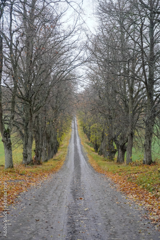 Empty road along trees during autumn Empty road along trees during autumn