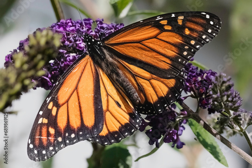 An endangered Monarch Butterfly (Danaus plexippus) feeding on purple butterfly bush flowers, wings extended. Long Island, New York, USA
