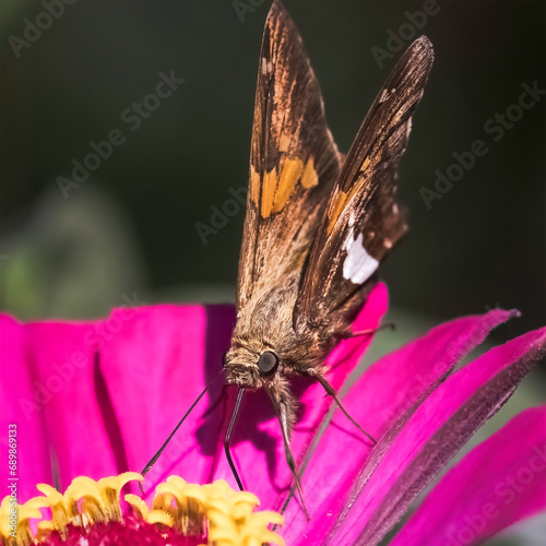 A Silver Spotted Skipper Butterfly (Epargyreus clarus) drinking nectar from a pink zinnia flower. Long Island, New York, USA photo