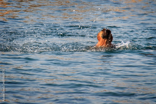 Dog Splashing in the Sea