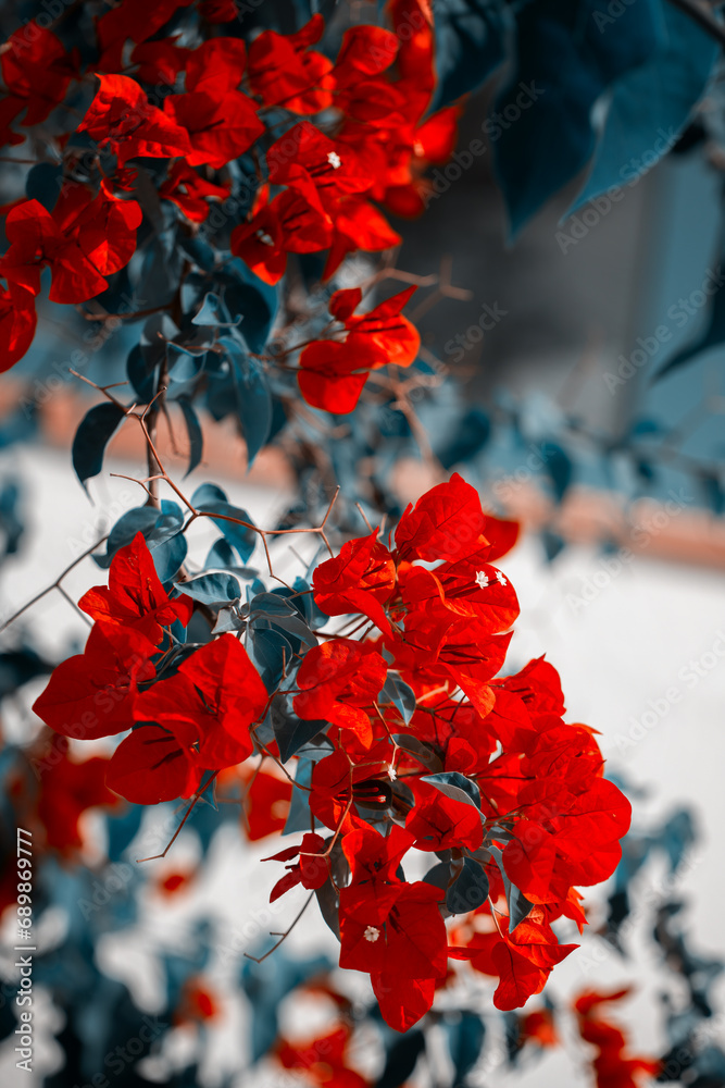 Czerwony kwiat bugenwilla, egzotyczny ogród - obrazy, fototapety, plakaty 