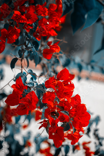 Czerwony kwiat bugenwilla, egzotyczny ogród