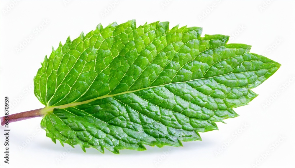 Fototapeta premium Fresh mint leaves grace the white background with vibrant green.