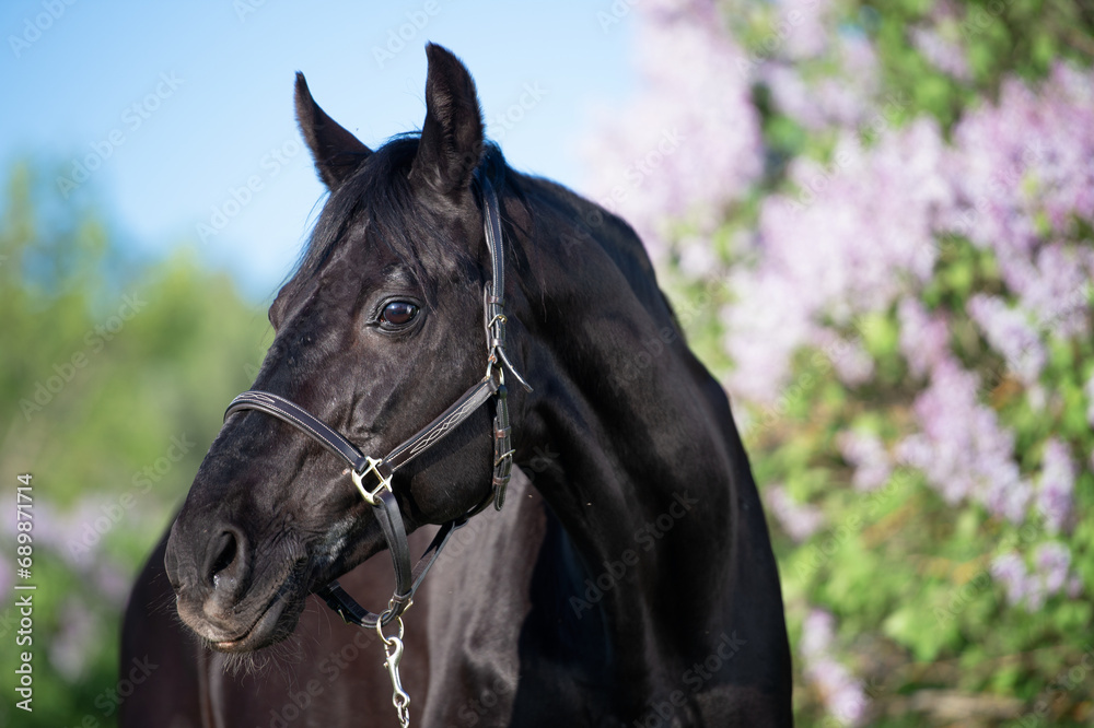 Obraz premium portrait of beautiful black stallion posing nearly blossom lilac bush. sunny evening. close up