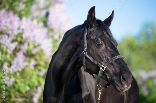portrait of beautiful black stallion posing nearly blossom lilac bush. sunny evening. close up
