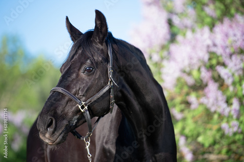 portrait of beautiful black stallion posing nearly blossom lilac bush. sunny evening. close up © anakondasp