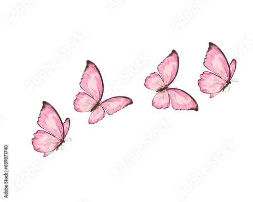 pink butterfly on white background