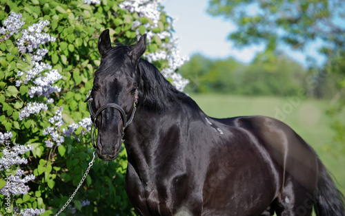 portrait of beautiful black stallion posing nearly blossom lilac bush. sunny evening