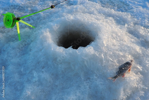 Frozen small perch on snow and ice. Catch caught during winter fishing. River perch or common perch Perca fluviatilis, ray-finned fish of the genus of freshwater perches. Fishing rod in the hole photo