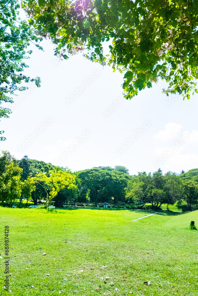 Green forest of deciduous trees with the sun casting its rays of light through the foliage and green grass.