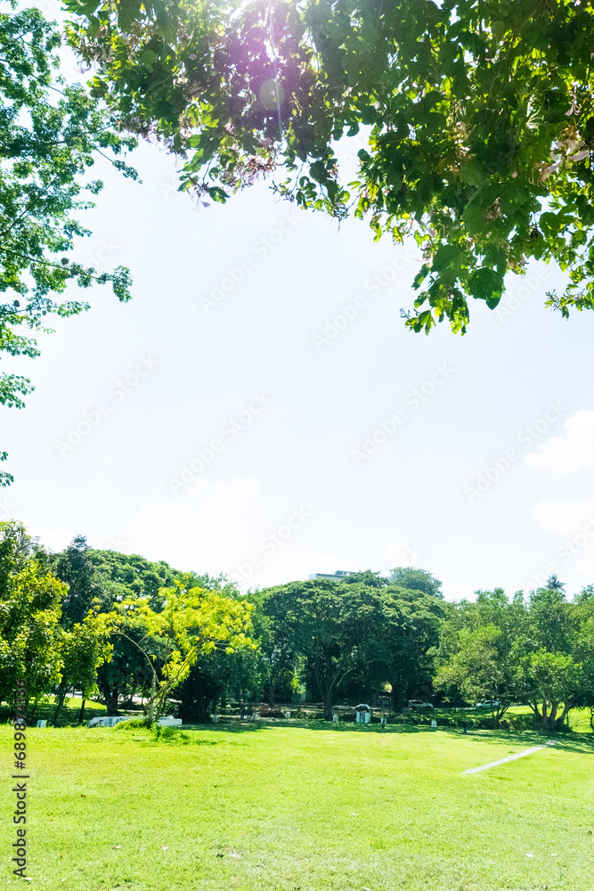 Green forest of deciduous trees with the sun casting its rays of light through the foliage and green grass. Green forest of deciduous trees with the sun casting its rays of light through the foliage and green grass.