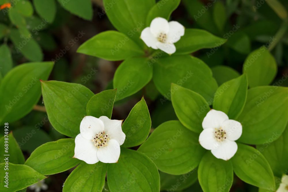 Little white flowers of Bunchberry with green foliage in the wood.