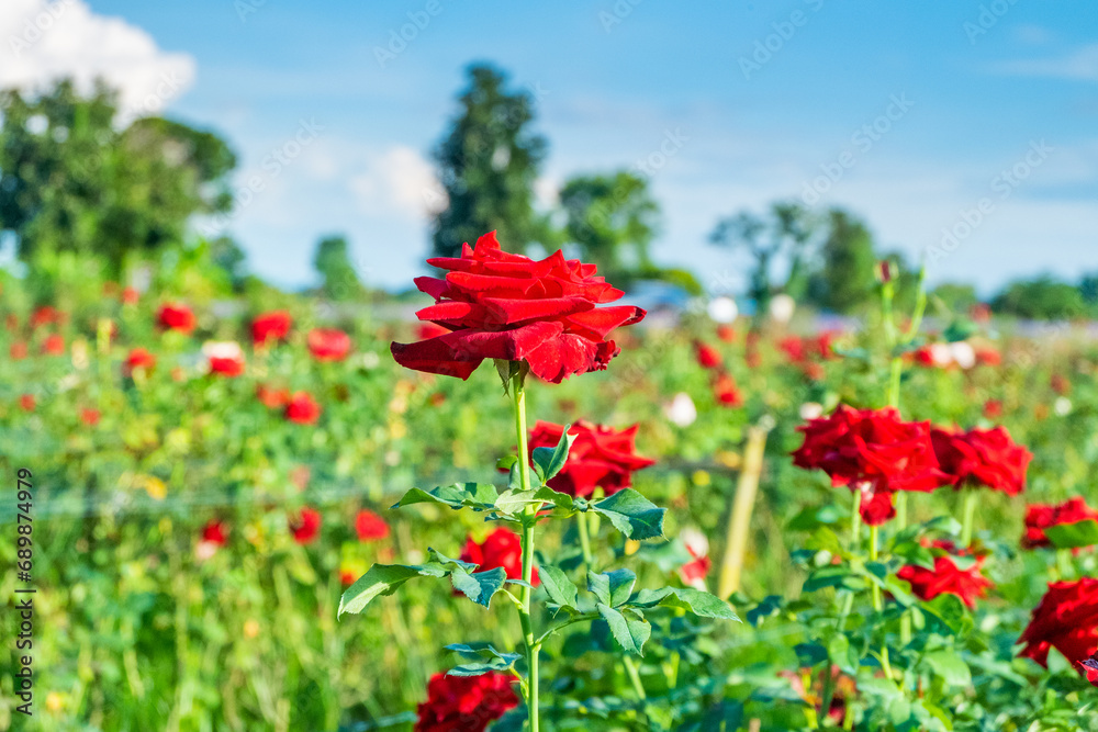 Red rose in rose flower garden with blue sky,Rose flower on background.