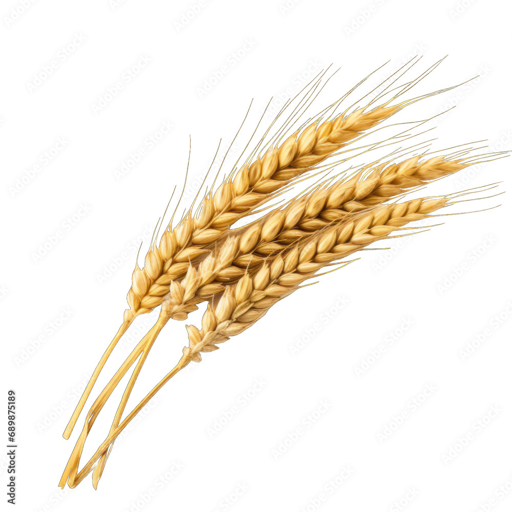 Spikelets of wheat isolated on white and transparent background, png Spikelets of wheat isolated on white and transparent background, png