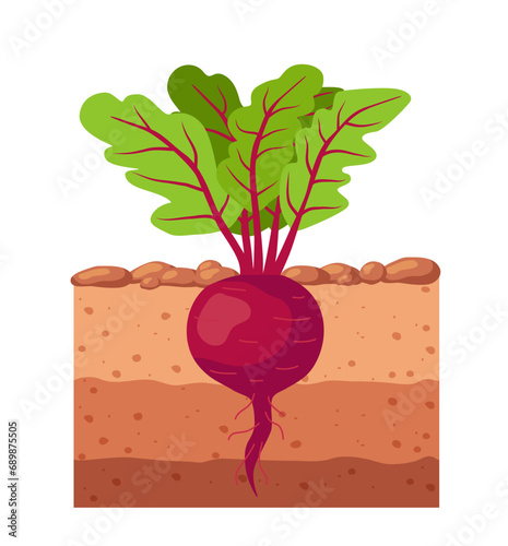 Beets in the garden. Beetroot growing in the ground. Vector illustration.