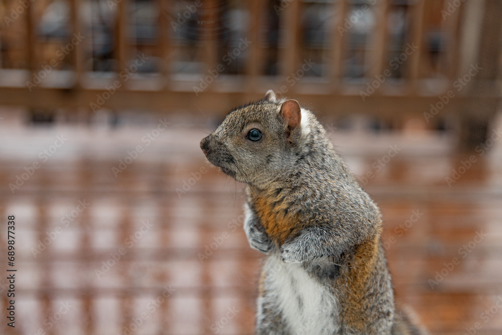 Gray squirrel stands on its hind legs