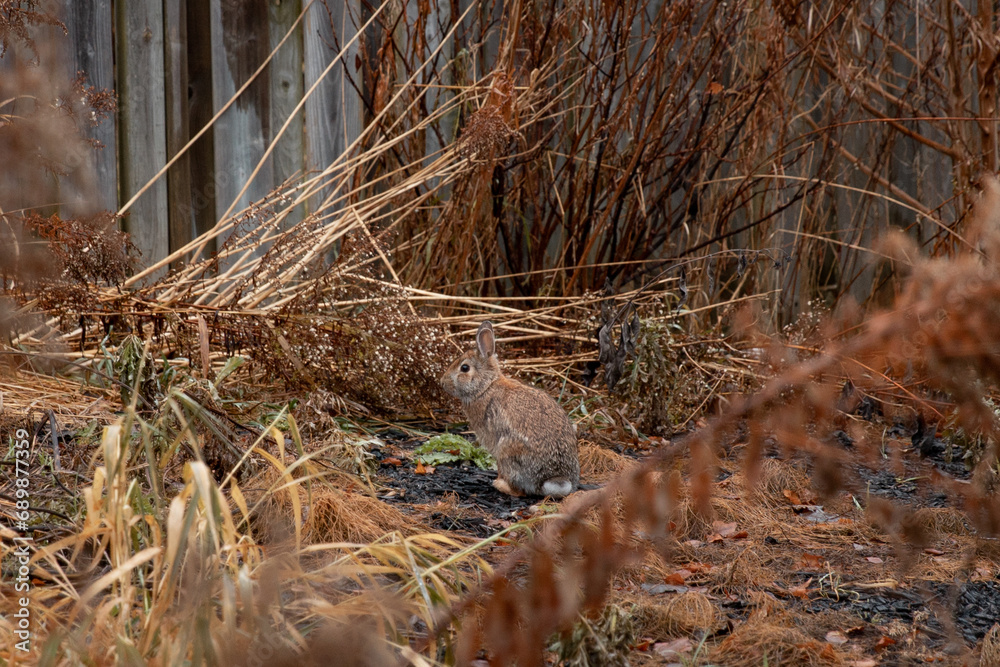brown hare sits in yellow wet winter grass