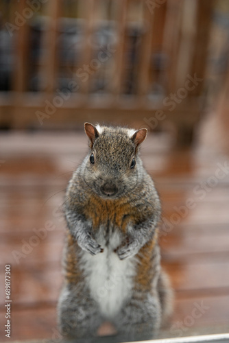 Gray squirrel stands on its hind legs. Close up.looking out the window. Vertical photo