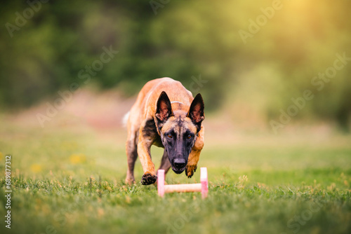 Belgian Shepherd is training how to pick up fetch in a sunny summer day. Dog traing cocept.