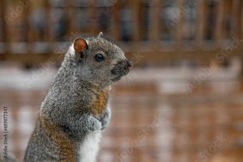 Gray squirrel stands on its hind legs. Close up