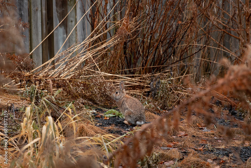 Obraz na płótnie brown hare sits in yellow wet winter grass w salonie