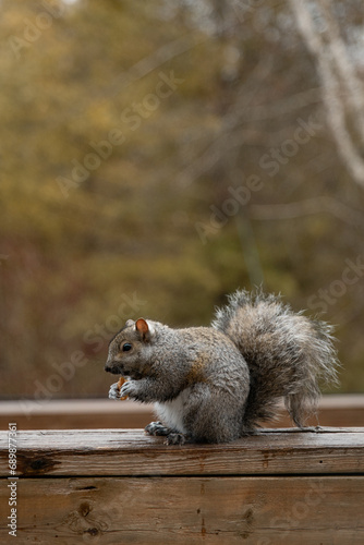 Gray squirrel sits on the fence and eats nuts. Vertical photo 