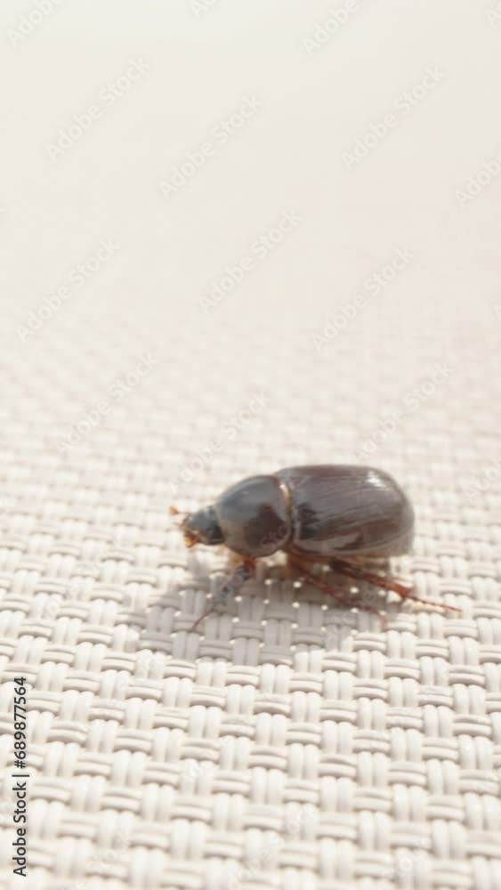 Vertical video. A Large Beetle Crawling on the Bright Texture of a Sunlit Lounge Chair. Close-up. Vertical video. A Large Beetle Crawling on the Bright Texture of a Sunlit Lounge Chair. Close-up.
