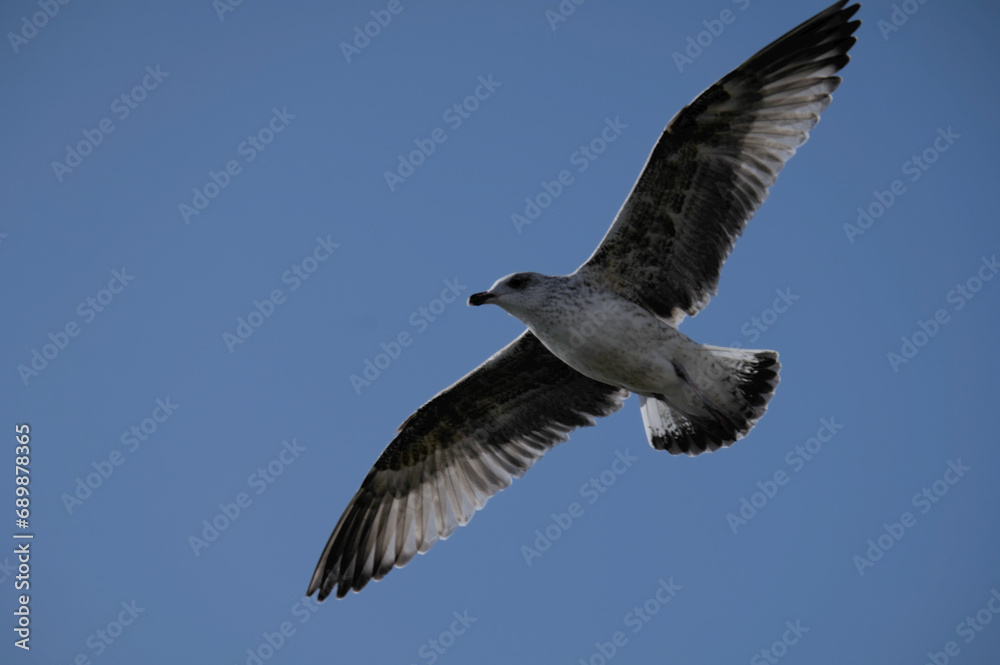 Obraz premium Oiseau planant dans le ciel .
