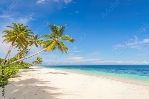 Coconut palms on Tangalle Beach  Sri Lanka