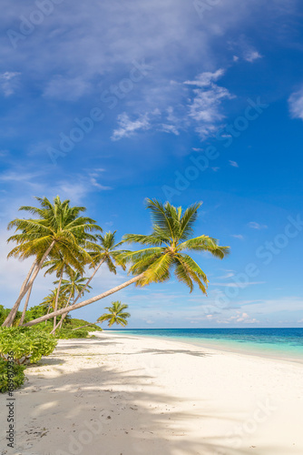 Coconut palms on Tangalle Beach  Sri Lanka