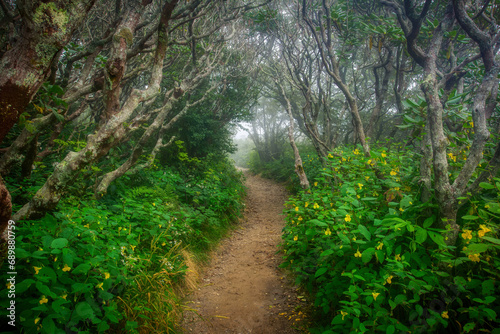 Obraz na plátně A winding misty footpath in the Hobbit-like Middle Earth forest at the Craggy gardens Pinnacle Trail in North Carolina, USA