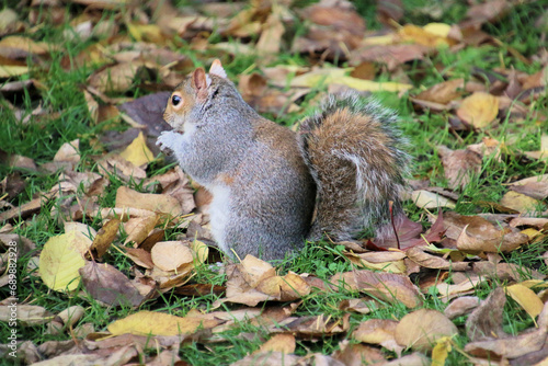 A view of a Grey Squirrel in a London Park