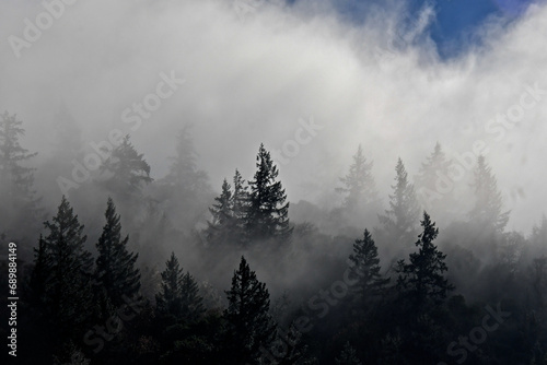 Fototapeta Naklejka Na Ścianę i Meble -  Fog shrouds conifer forest Along Highway 101 around Garberville, California