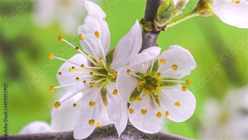 Close up of white flowers of plum tree blossom in green spring background Time lapse, Growing beauty of nature