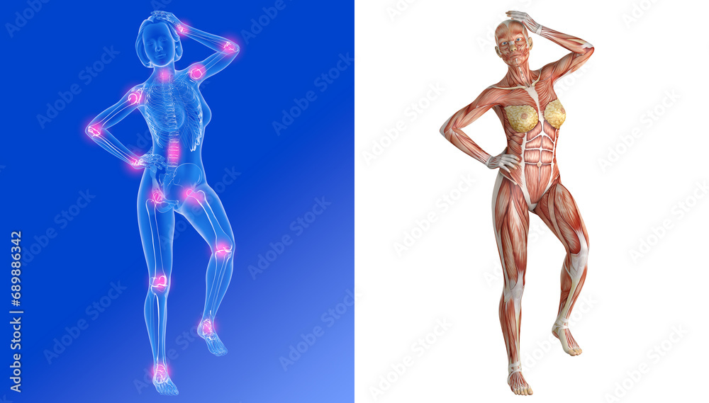 3d illustration of two images of woman with joint pain. Showing the anatomy of the transparent internal skeleton and muscles. 3d illustration of two images of woman with joint pain. Showing the anatomy of the transparent internal skeleton and muscles.