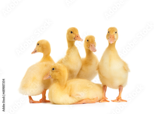 Cute ducklings stand in funny poses on a white background. Little yellow ducklings.