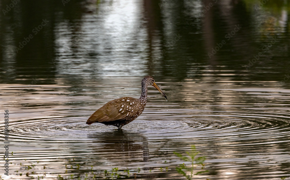 Fototapeta premium A Limpkin foraging for breakfast as it wades a small creek.