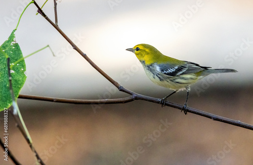 A female Black-throated Green Warbler perching on a small branch. photo