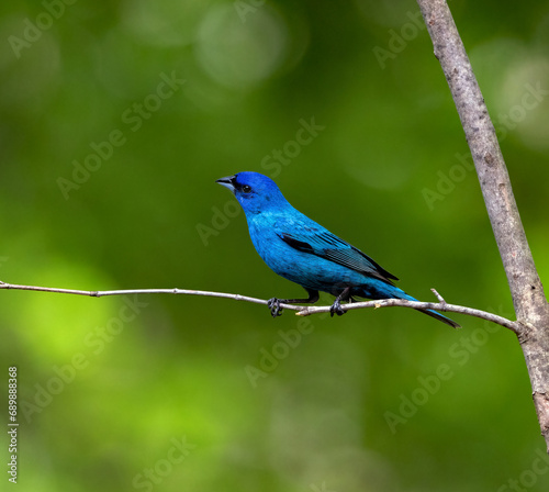 A beautiful male Indigo Bunting poses on a small branch.