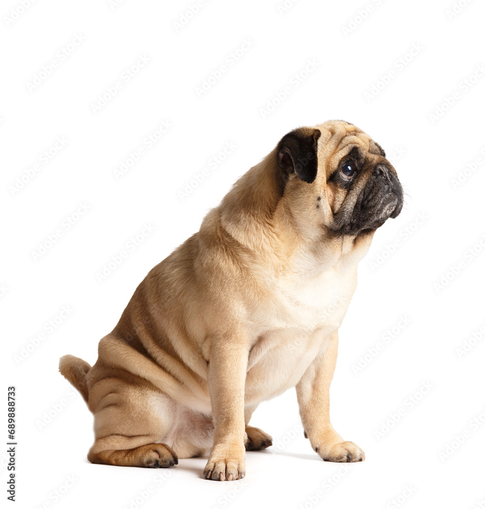 Purebred friendly funny Pug sitting and looking away, isolated on white background.