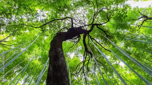 Peaceful time lapse of Green Sagano Arashiyama Bamboo Forest in Kyoto, Japan photo