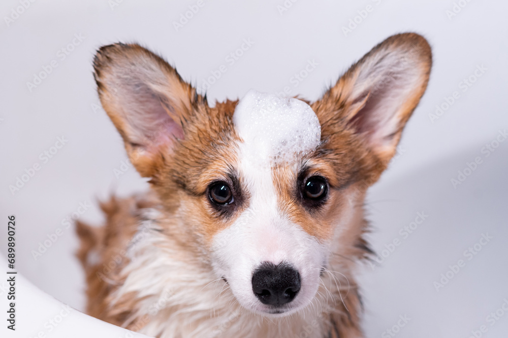 Girl bathes a small Pembroke Welsh Corgi puppy in the shower. Funny dog with foam on his head. Happy little dog. Concept of care, animal life, health, show, dog breed