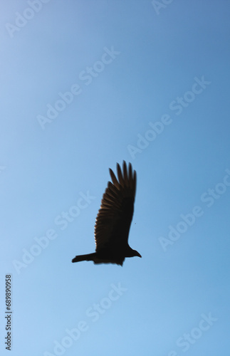 Flying black bird in the sky