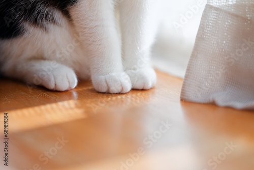 猫の足 photo