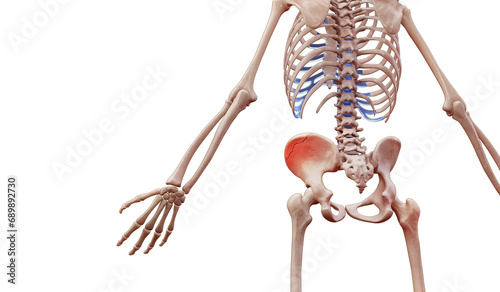 3d rendered illustration of a human skeleton suffering a pelvic hip fracture photo