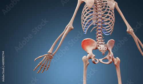 Photo 3d rendered illustration of a human skeleton suffering a pelvic hip fracture