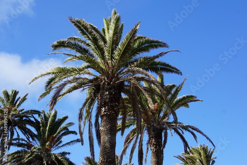 Valley of the thousand palm trees, Haria, North lanzarote, haria village, November 2023, sony a6000, palm tree, palma, summer, volcanic island, canary islands, spain photo