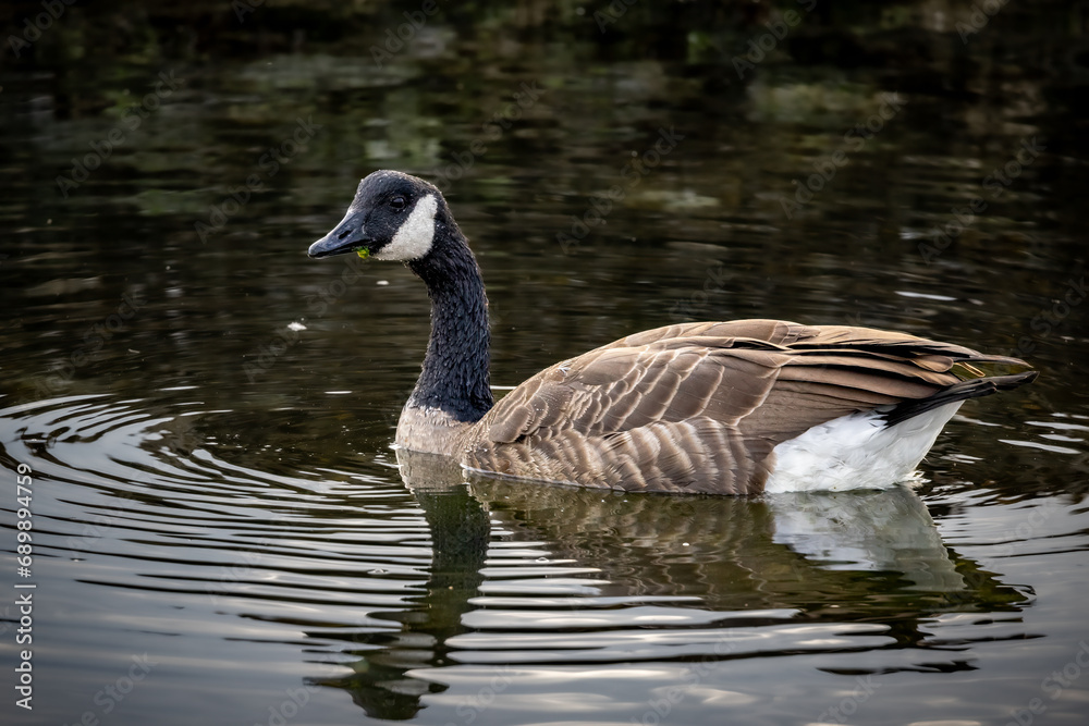 Canadian goose in sea with reflection