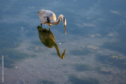 Blue Heron in the sea hunting © Kelly